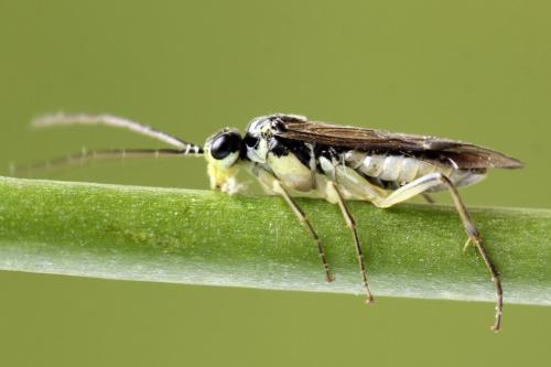 Réf. 355 751 : Pachyprotasis simulans