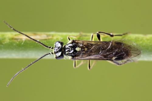Réf. 355 752 : Pachyprotasis simulans