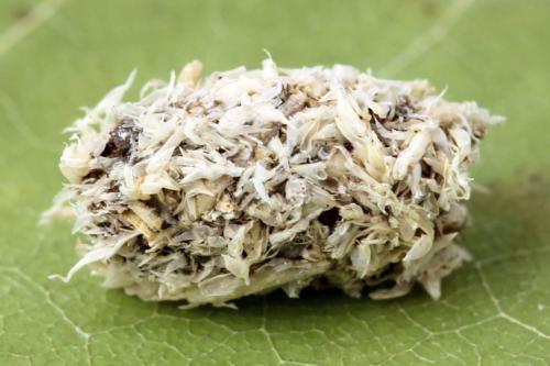 Réf. 355 972 : Hemichroa australis