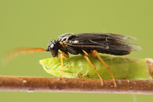 Hemichroa australis