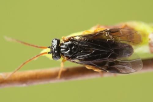 Hemichroa australis