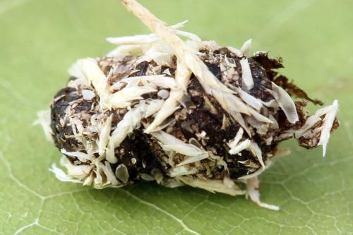 Euura humeralis