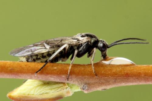 Euura humeralis