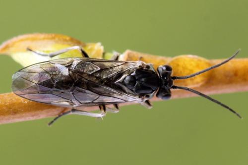 Euura humeralis