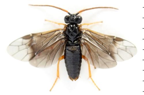 Réf. 355 975 : Hemichroa australis