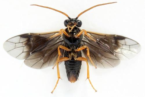 Hemichroa australis