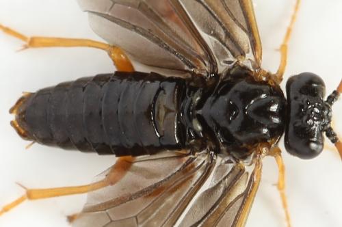Hemichroa australis