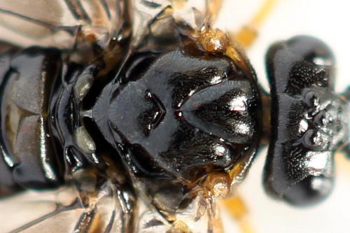 Réf. 355 978 : Hemichroa australis