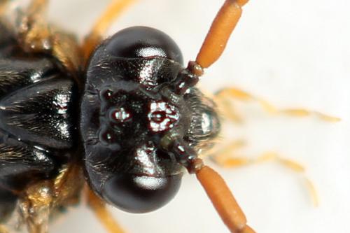 Hemichroa australis