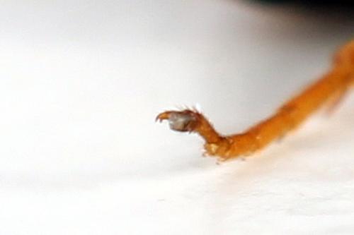 Hemichroa australis