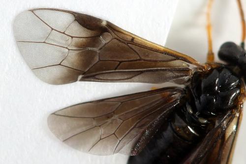 Hemichroa australis
