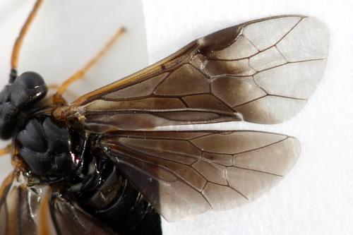 Hemichroa australis