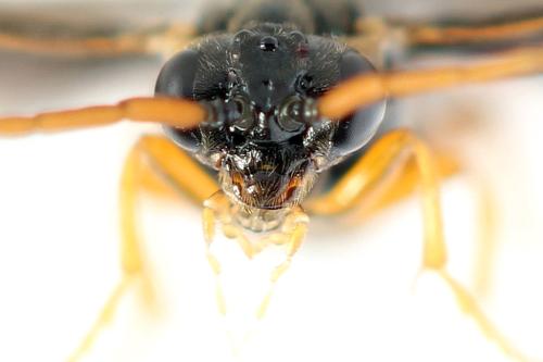 Réf. 355 983 : Hemichroa australis
