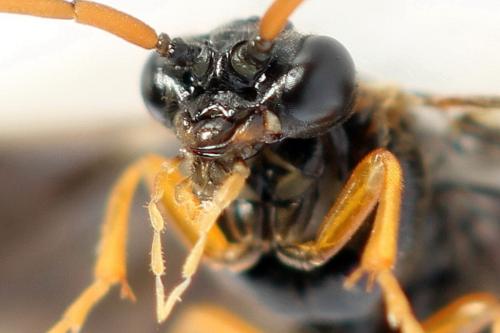 Réf. 355 984 : Hemichroa australis