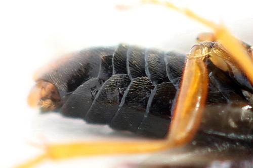 Hemichroa australis