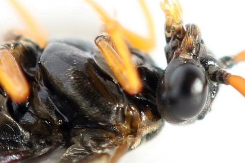Réf. 355 986 : Hemichroa australis