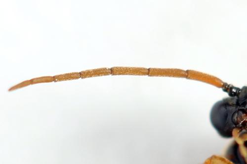 Hemichroa australis