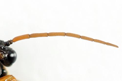 Hemichroa australis