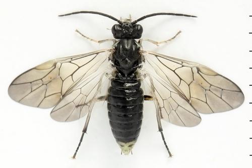 Euura humeralis