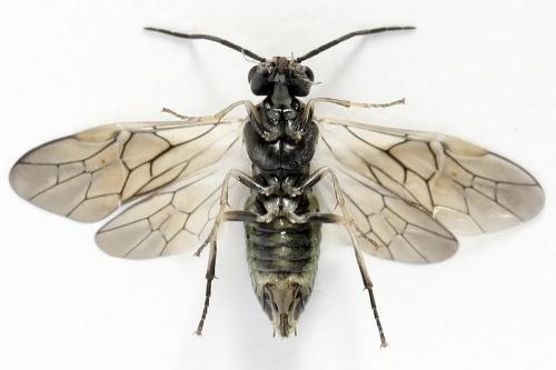 Euura humeralis