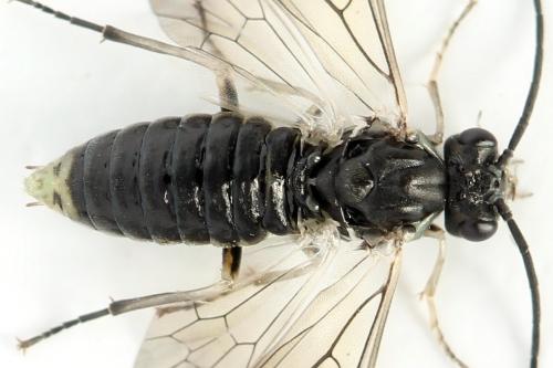 Euura humeralis