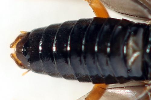 Réf. 355 989 : Hemichroa australis