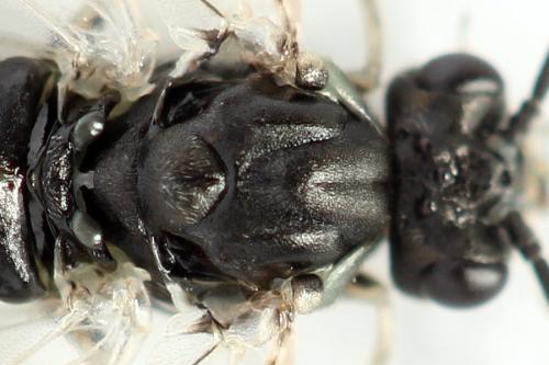 Euura humeralis