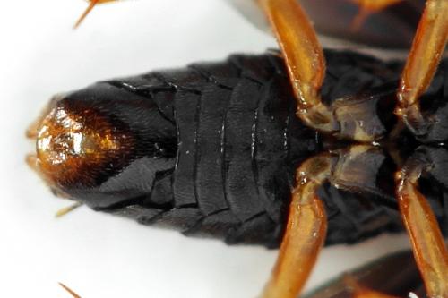 Hemichroa australis