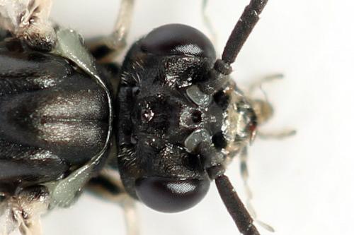 Euura humeralis