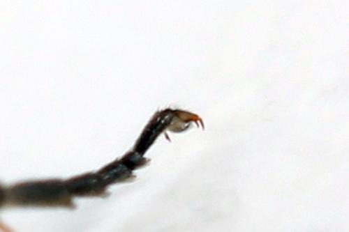 Euura humeralis