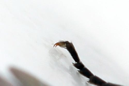 Euura humeralis