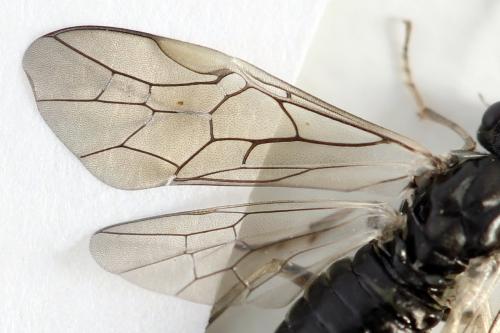 Euura humeralis