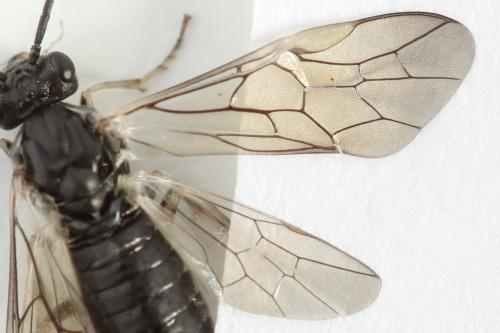 Euura humeralis