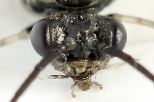 Euura humeralis