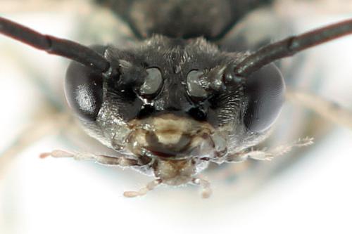 Euura humeralis