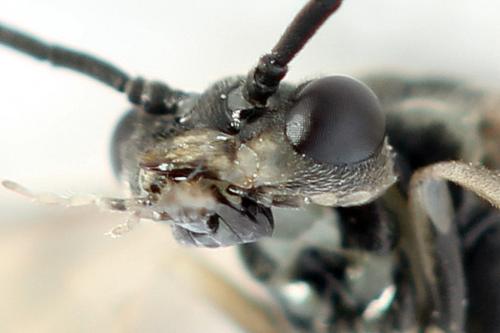 Euura humeralis