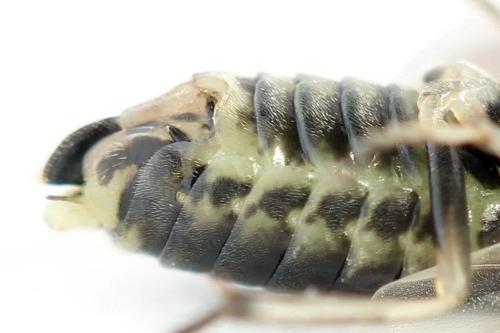 Euura humeralis