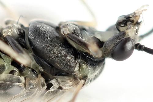 Euura humeralis