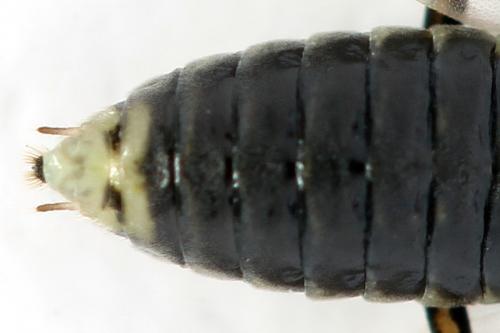 Euura humeralis