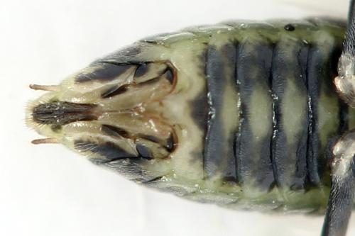 Euura humeralis