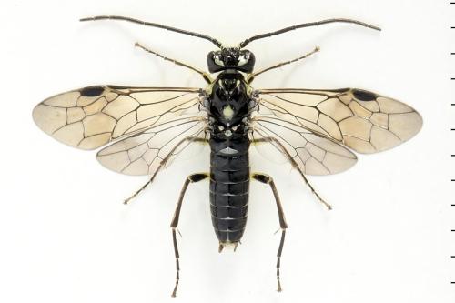 Réf. 355 753 : Pachyprotasis simulans