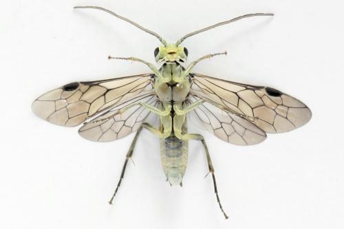 Réf. 355 754 : Pachyprotasis simulans