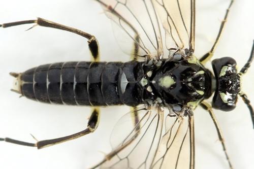 Réf. 355 755 : Pachyprotasis simulans