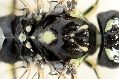 Réf. 355 756 : Pachyprotasis simulans