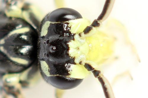 Réf. 355 757 : Pachyprotasis simulans