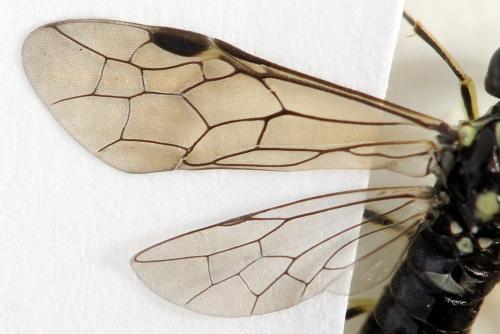 Réf. 355 759 : Pachyprotasis simulans