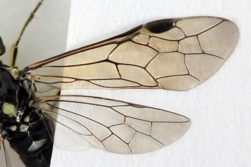 Réf. 355 760 : Pachyprotasis simulans