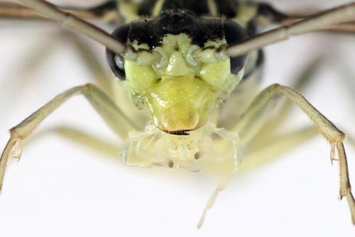 Réf. 355 761 : Pachyprotasis simulans