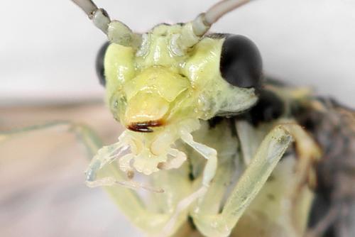 Réf. 355 762 : Pachyprotasis simulans