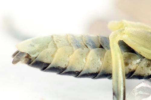 Réf. 355 763 : Pachyprotasis simulans